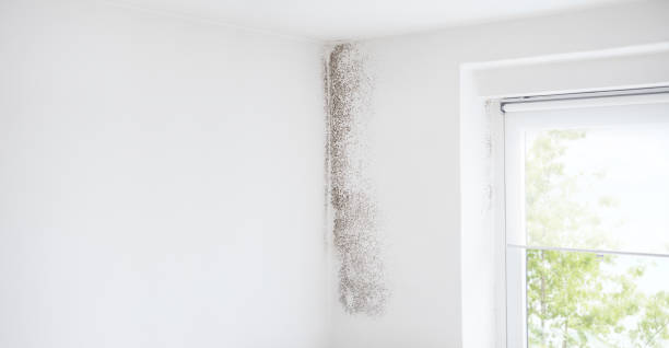 Professional Mold Removal in Shillington, PA