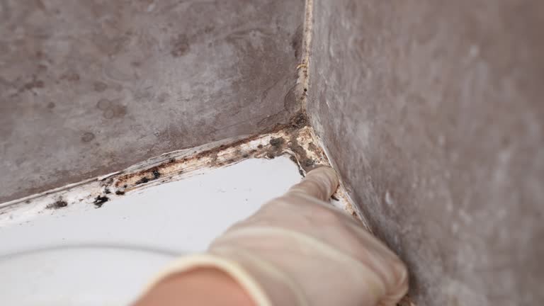 Best Post-Construction Mold Inspection  in Shillington, PA